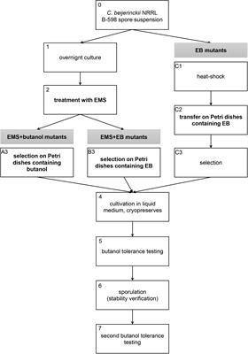 Phenotypic and Genomic Analysis of Clostridium beijerinckii NRRL B-598 Mutants With Increased Butanol Tolerance